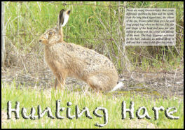 Hunting Hare - page 56 Issue 77 (click the pic for an enlarged view)